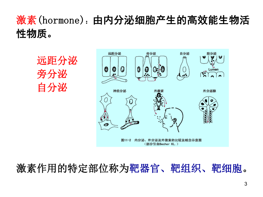 内分泌腺垂体课件.ppt_第3页