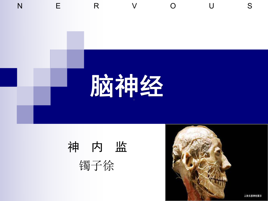 十二对颅神经课件.ppt_第1页