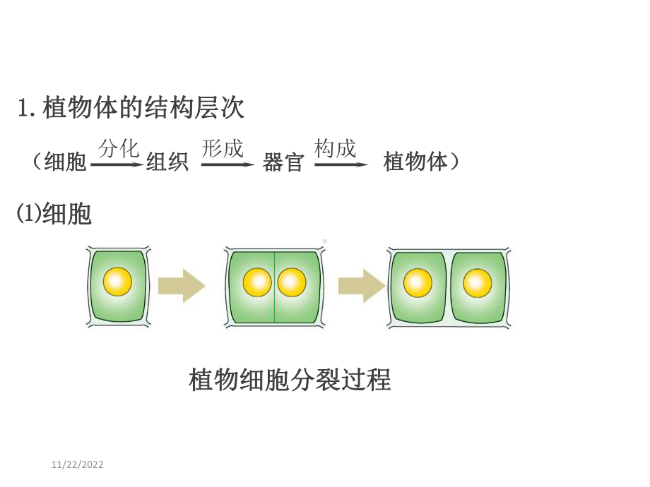 多细胞生物体的结构层次课件-2.ppt_第3页