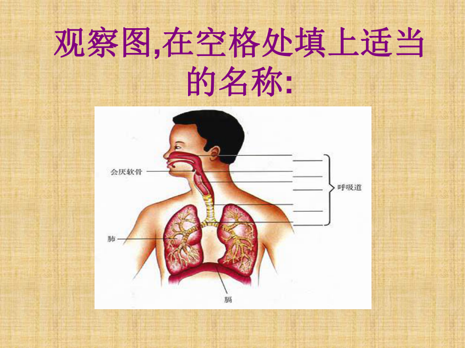 呼吸道对空气的处理课件6.ppt_第2页