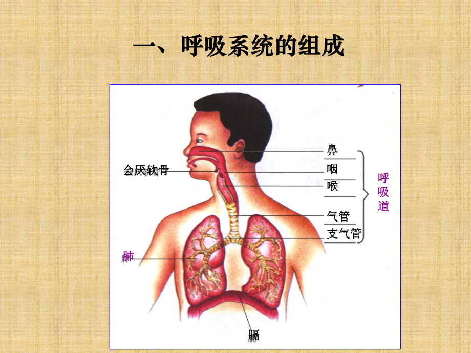 呼吸道对空气的处理课件6.ppt_第3页