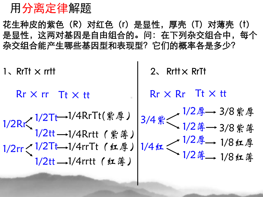 孟德尔豌豆杂交实验二第三课时课件.ppt_第2页