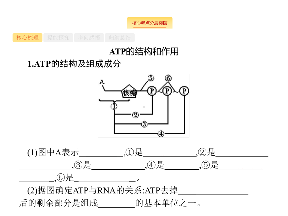 广西高考生物人教一轮复习课件：第3单元-第2讲-细胞的能量“通货”-ATP-ATP的主要来源-细胞呼吸-.pptx_第3页