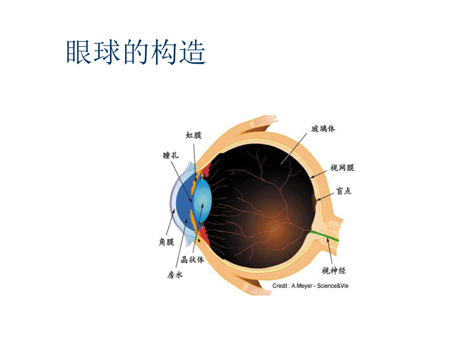 儿童眼保健知识课件.ppt_第2页