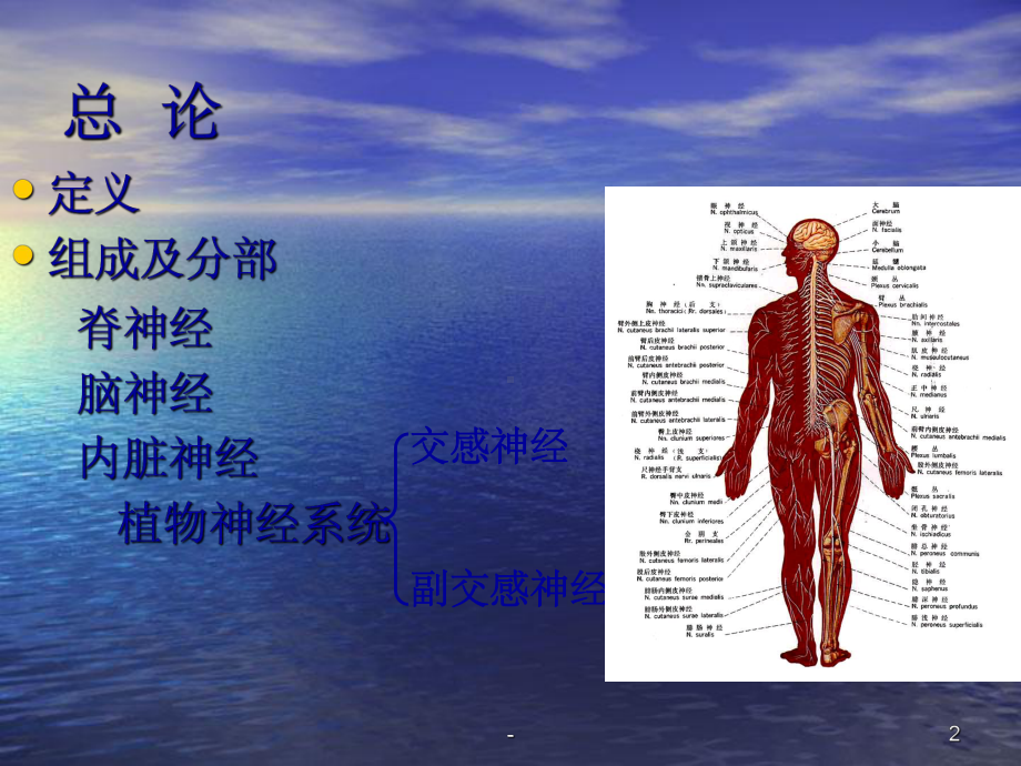 周围神经系统解剖学-课件.ppt_第2页