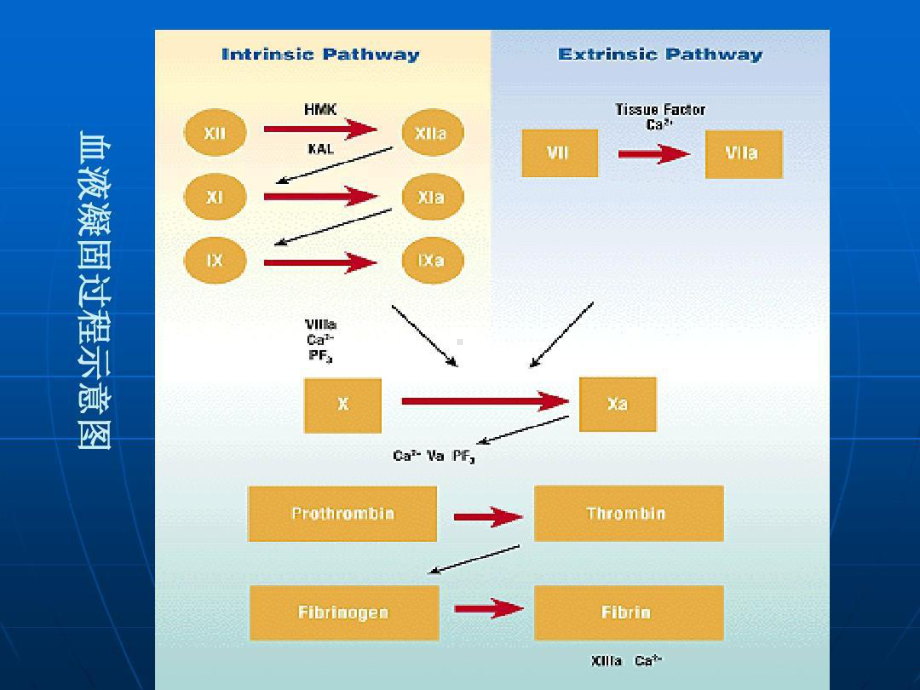 凝血系统的药物共119张课件.ppt_第3页