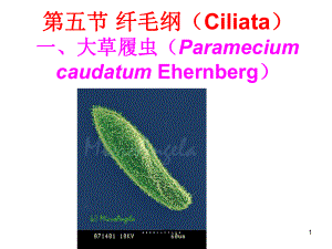 动物学-纤毛纲-课件.ppt