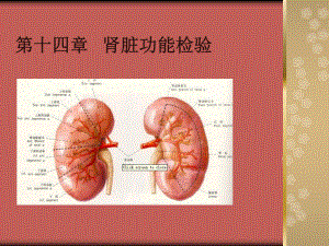 十四肾脏功能检验课件.ppt