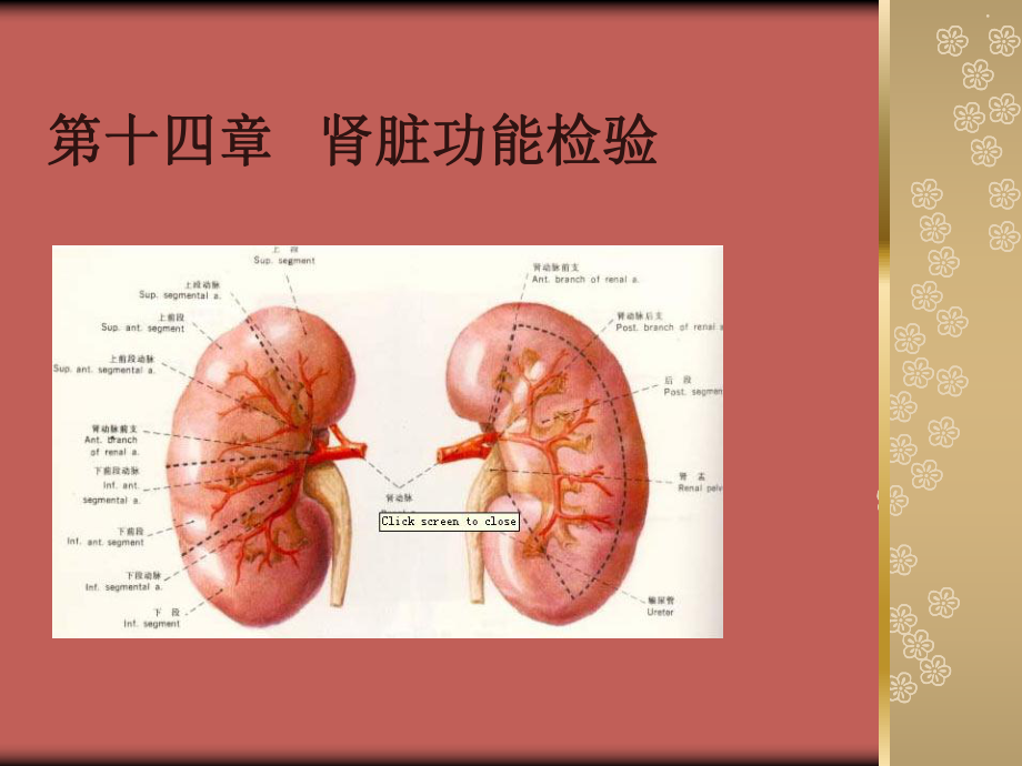 十四肾脏功能检验课件.ppt_第1页