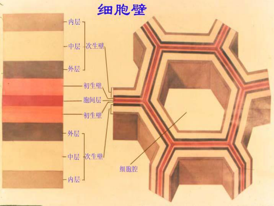 奥赛冲刺第3轮考点串讲植物学营养课件.ppt_第3页