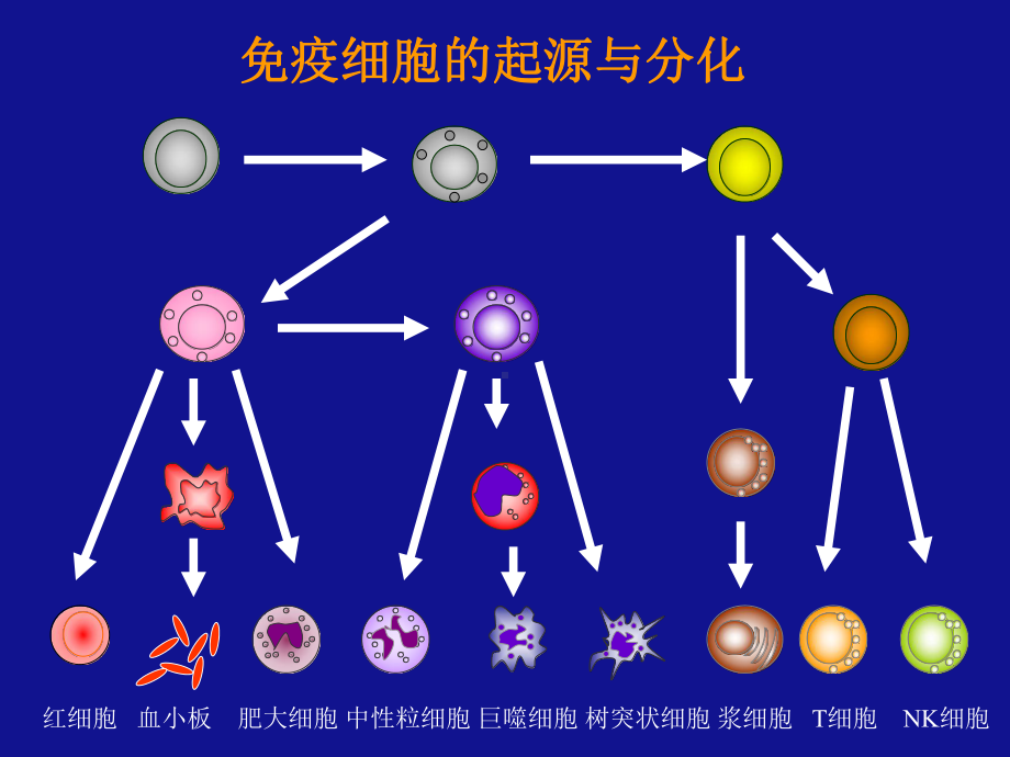 免疫细胞及相关分子课件.ppt_第3页