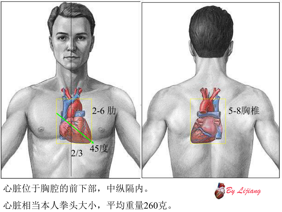 心脏解剖课课件.ppt_第2页