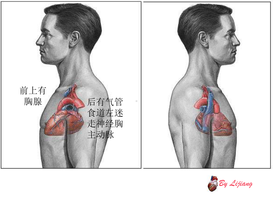 心脏解剖课课件.ppt_第3页