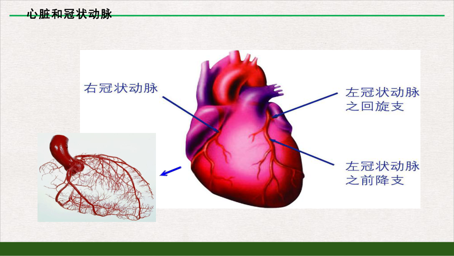 冠心病的诊断与治疗权威之作公开课课件.pptx_第2页