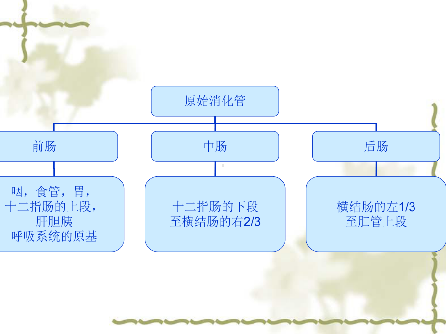 内脏痛的定位与胚胎起源课件.ppt_第3页