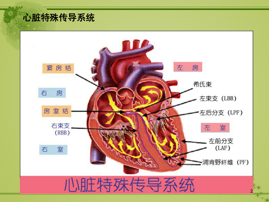 心电传导异常课件.ppt_第2页