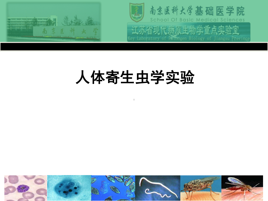 寄生虫实验1-阿米巴-疟原虫-血吸虫课件.ppt_第1页