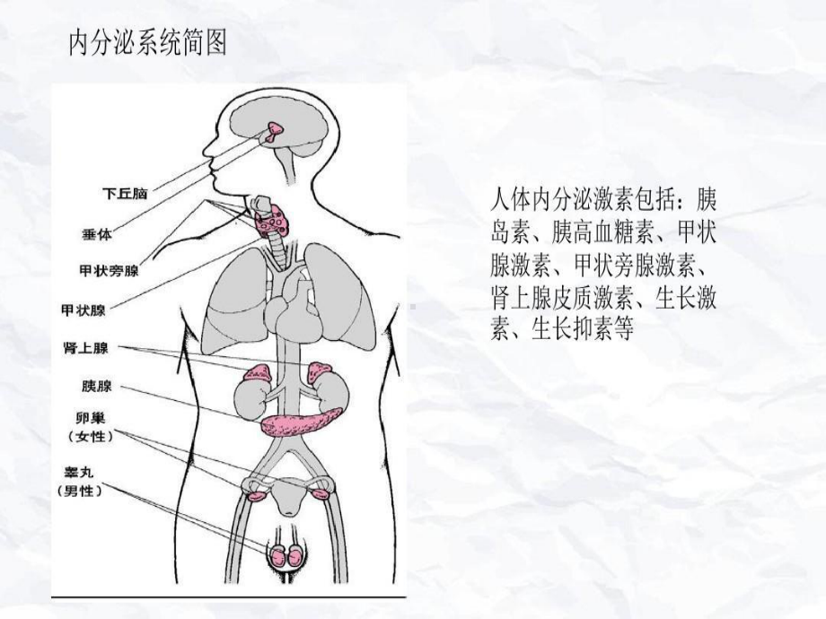 常见内分泌系统药物38张课件.ppt_第3页