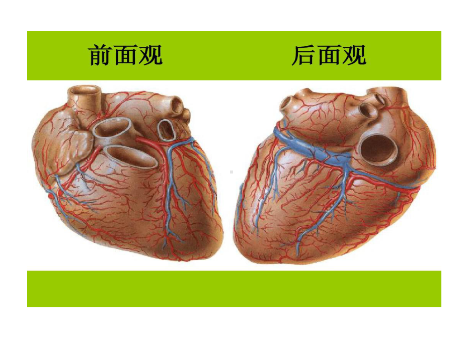 冠脉解剖和CT诊断57张课件.ppt_第3页