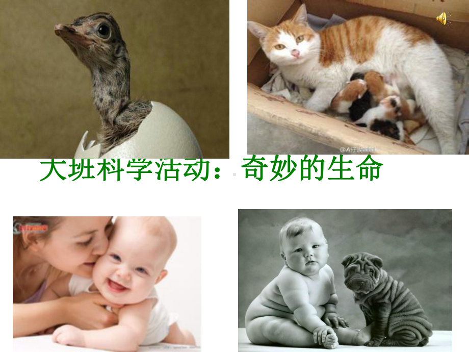 奇妙的生命课件.ppt_第1页