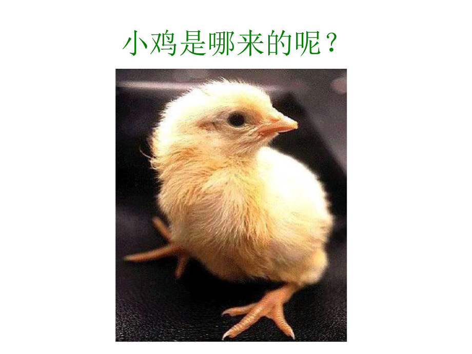 奇妙的生命课件.ppt_第2页