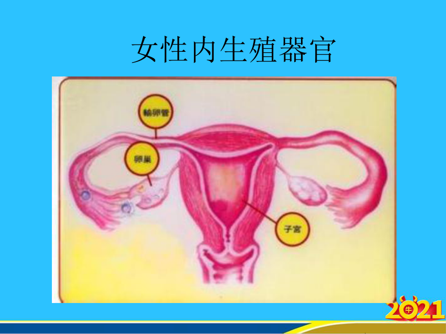 妇女保健知识讲座修改稿课件.ppt_第2页