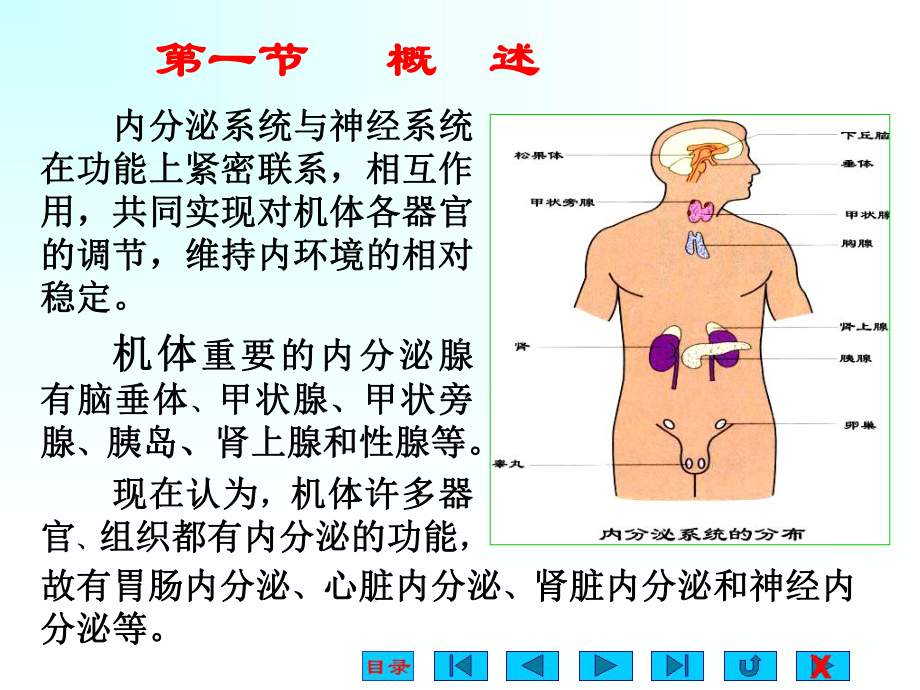 内分泌系统竞赛辅导课件.ppt_第2页