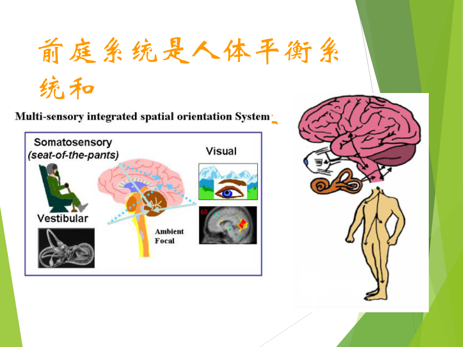 前庭系统解剖生理课件.ppt_第2页