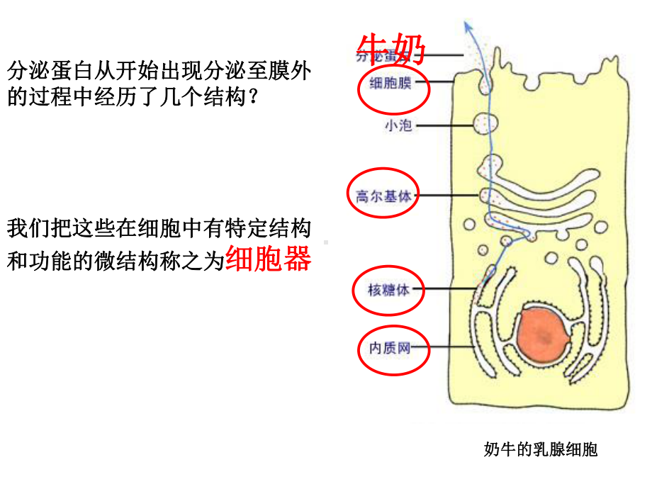 市级公开课-细胞器-系统内的分工合作课件.ppt_第3页