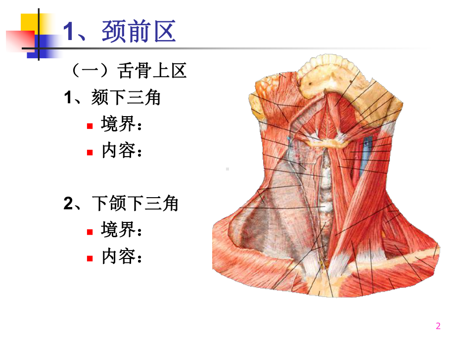 局部解剖学胸腔胸膜肺及上纵隔课件.ppt_第2页