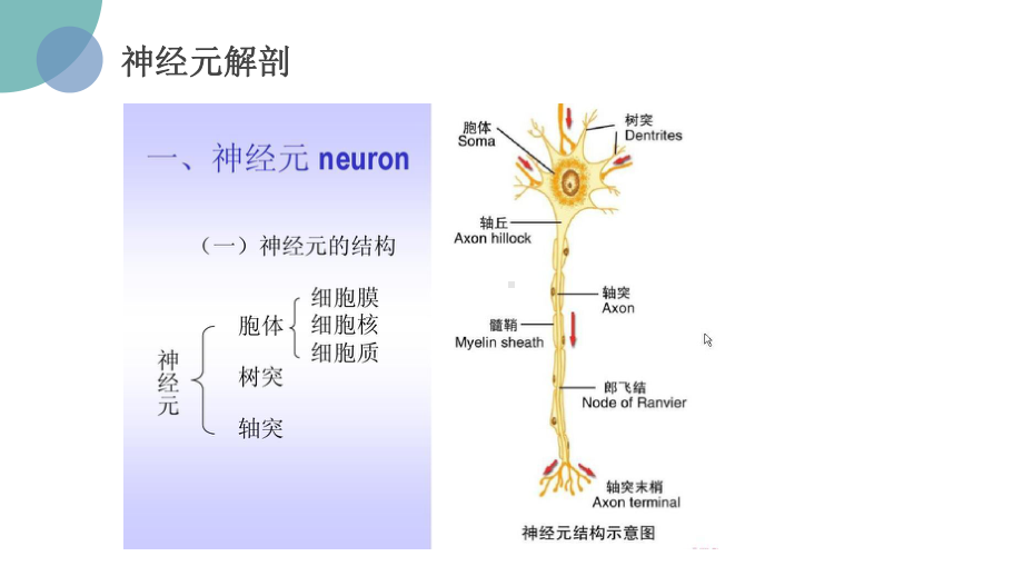 周围神经损伤的康复护理课件.ppt_第3页