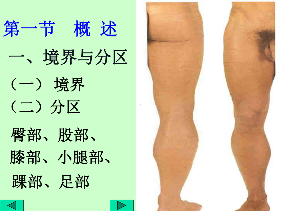 基础医学断层解剖学课件下肢1.ppt_第2页