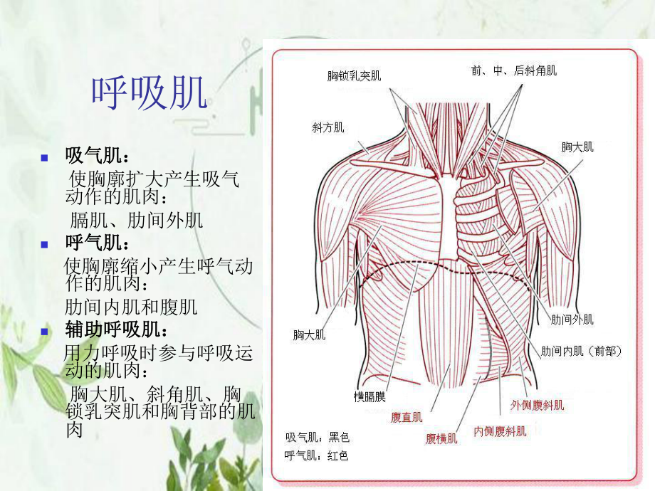 呼吸训练讲课-课件.pptx_第3页