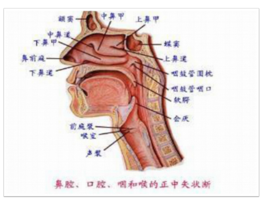 声乐艺术(上)课件.ppt_第3页