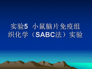 小鼠脑片免疫组织化学SABC法试验课件.ppt