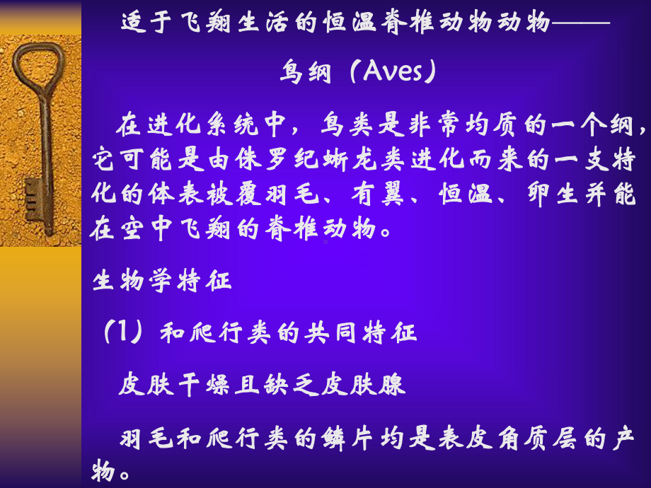 动物学-14鸟纲(Aves)课件.ppt_第1页