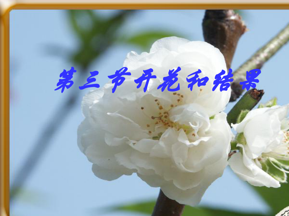 开花和结果1课件.ppt_第1页