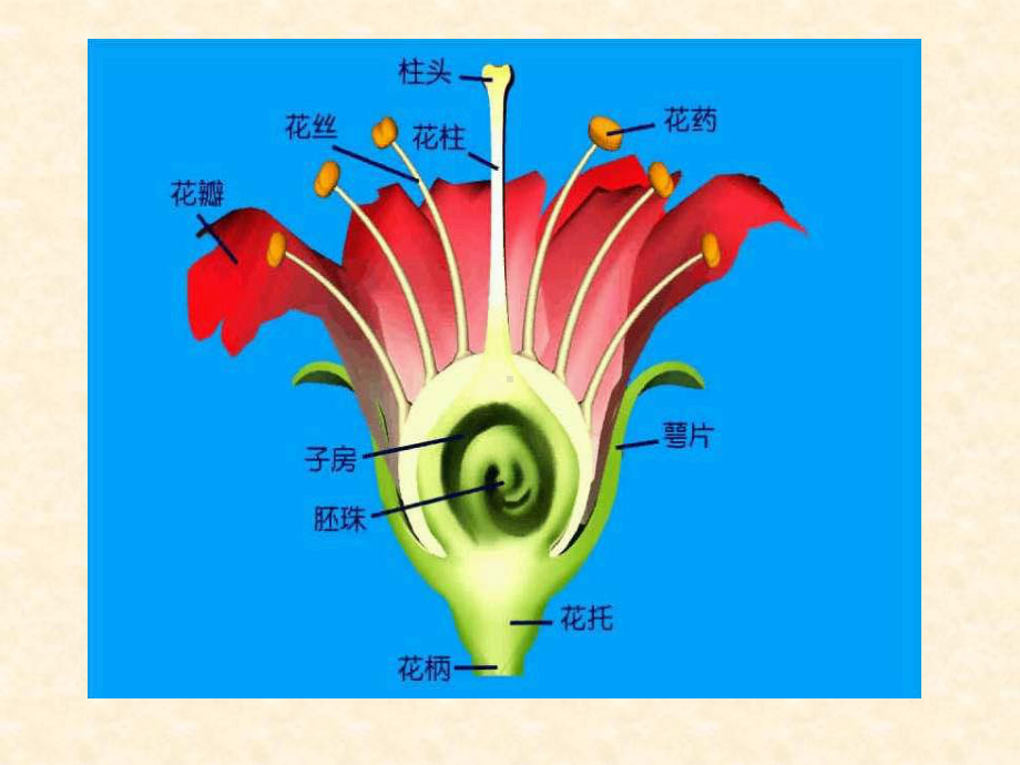 开花和结果1课件.ppt_第2页