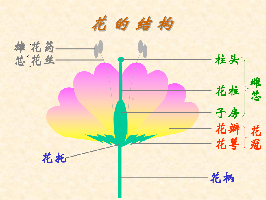 开花和结果1课件.ppt_第3页