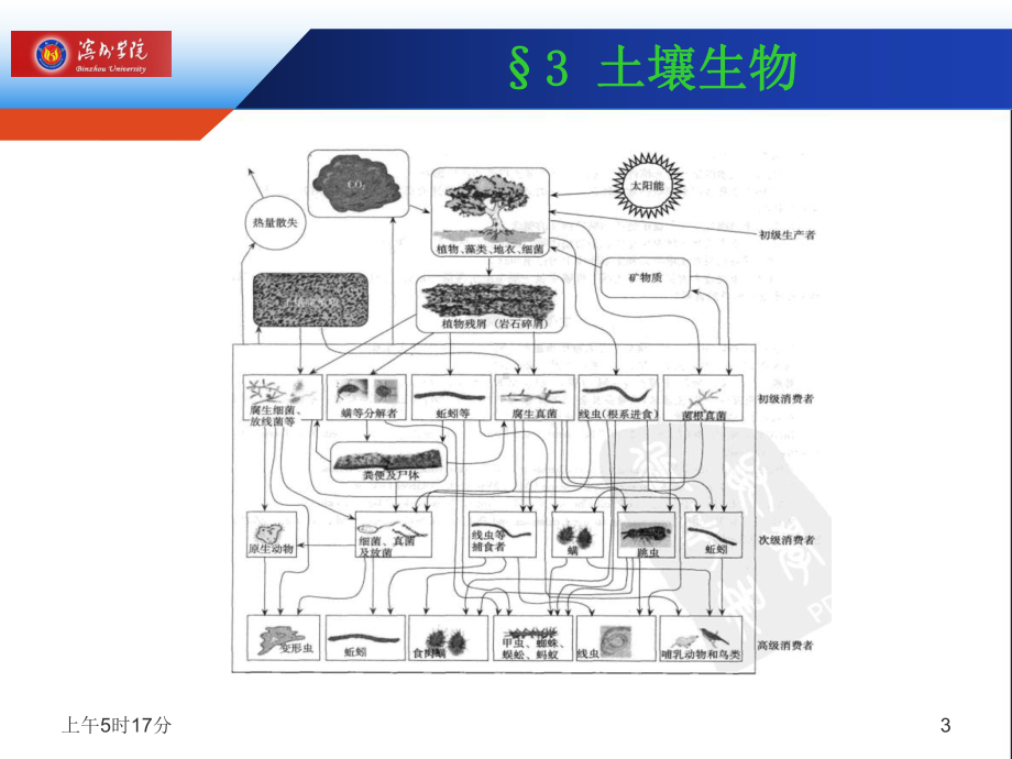 土壤学第三章-土壤生物课件.ppt_第3页