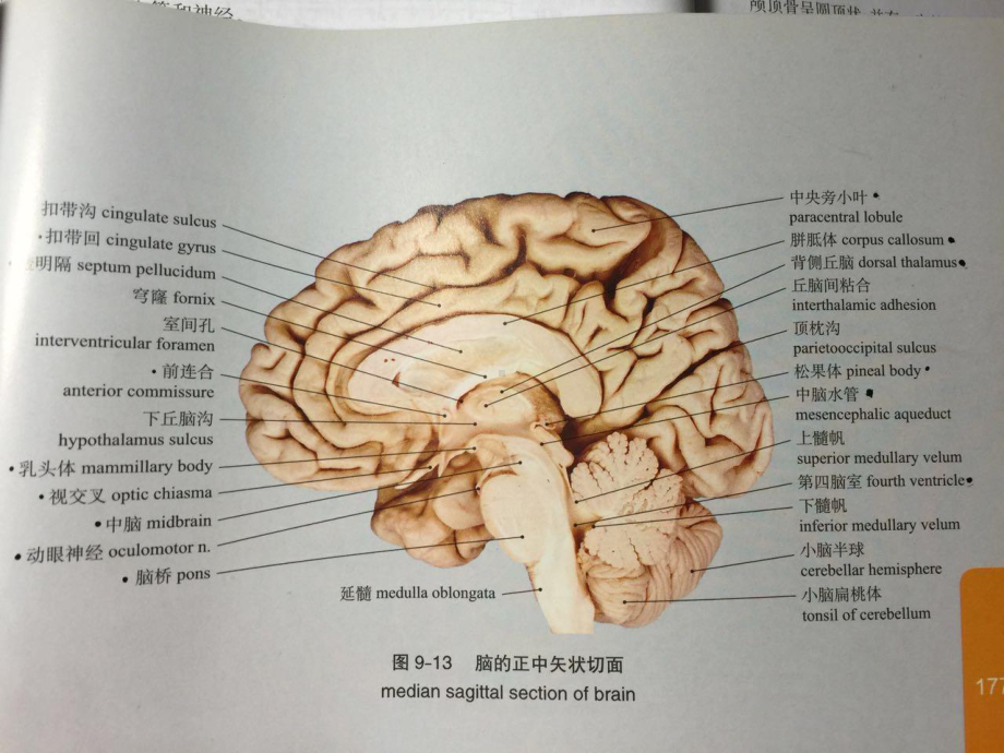 垂体瘤手术入路课件.pptx_第3页