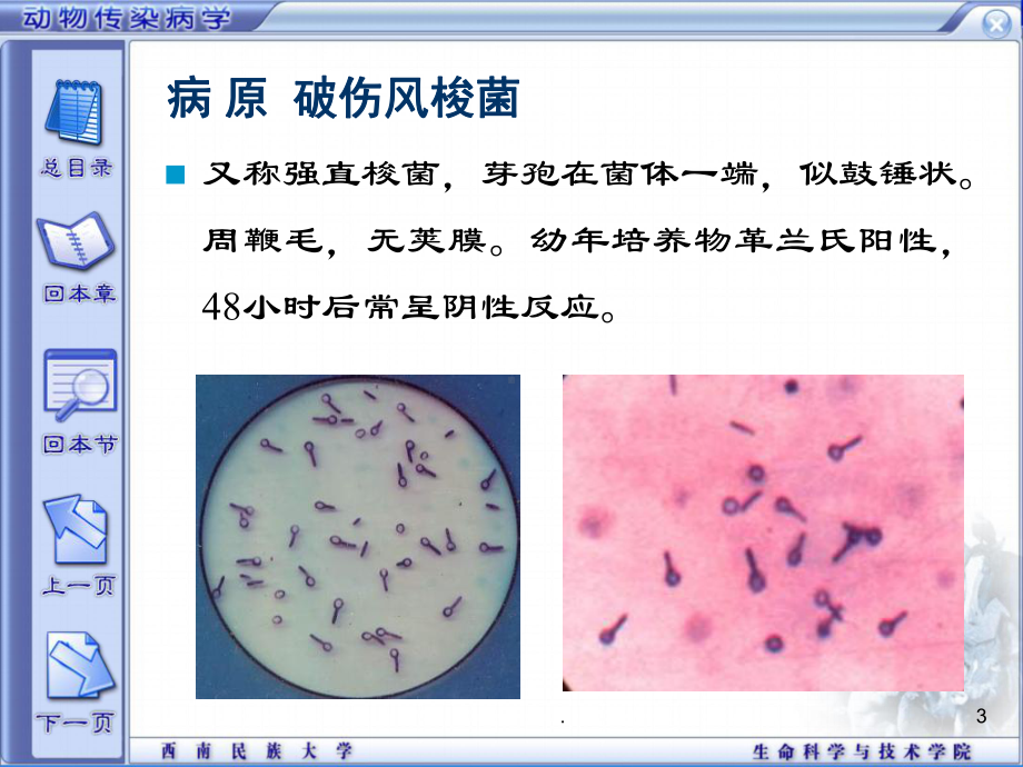 兽医学动物破伤风病原发病机理和防治课件.ppt_第3页