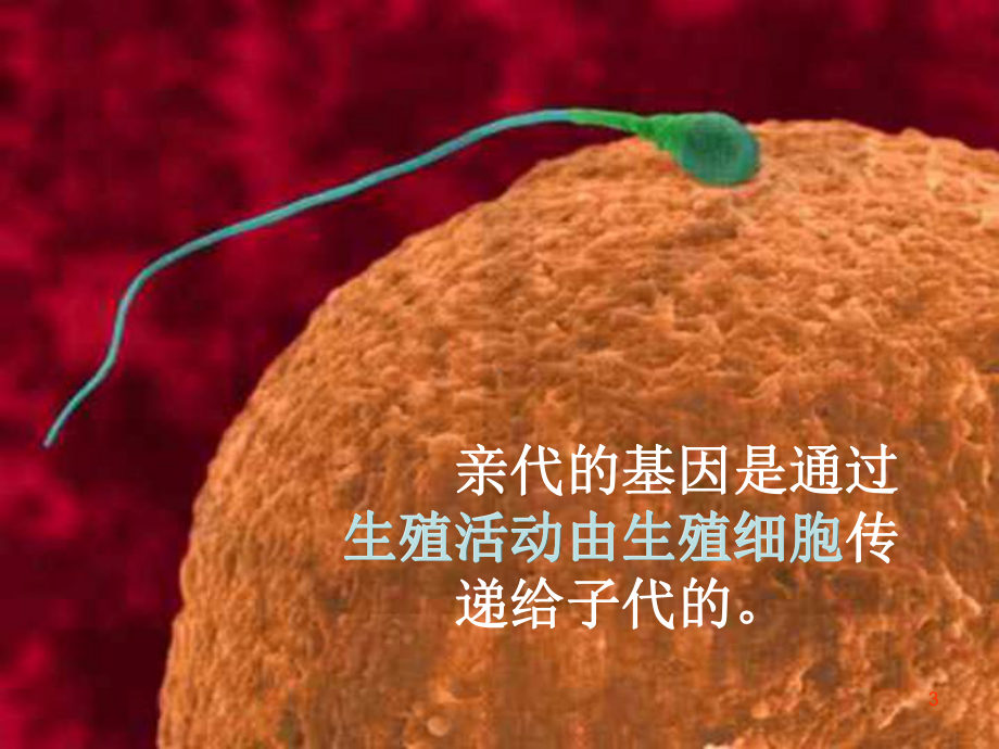 基因在亲子代间的传递课件.ppt_第3页