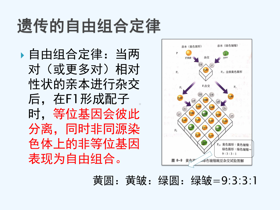 基因的自由组合定律的应用课件.pptx_第3页