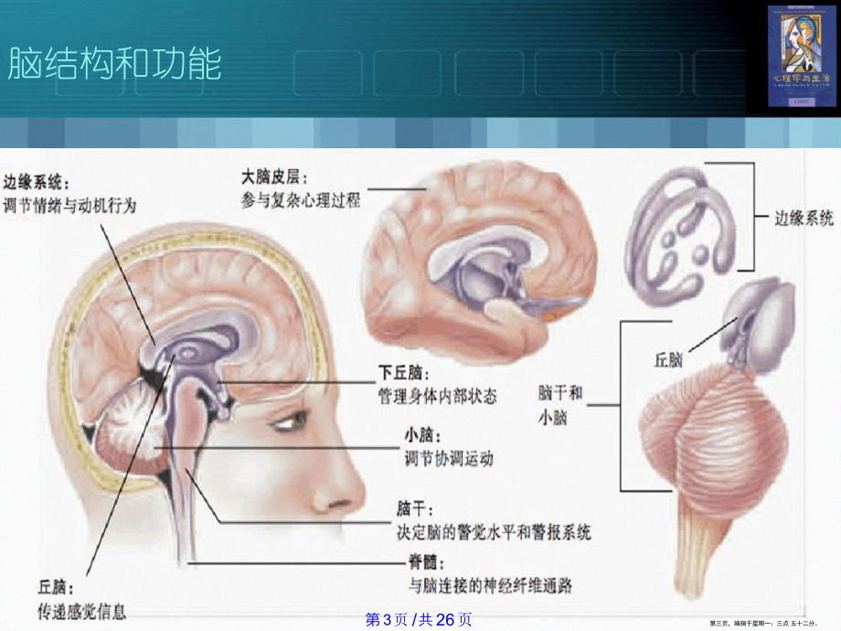 大脑是怎样工作课件.ppt_第3页