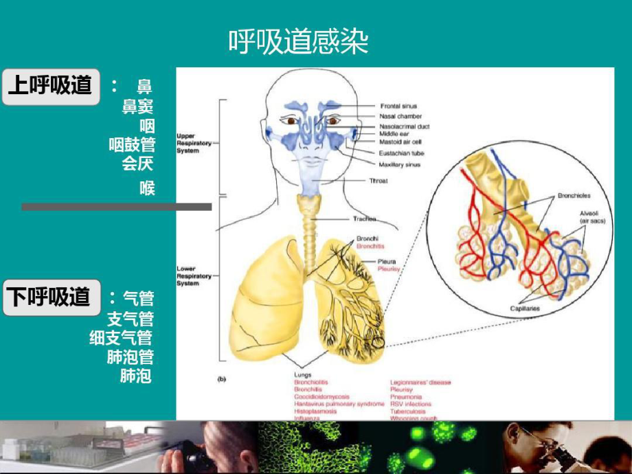 呼吸道病原体谱24张课件.ppt_第3页