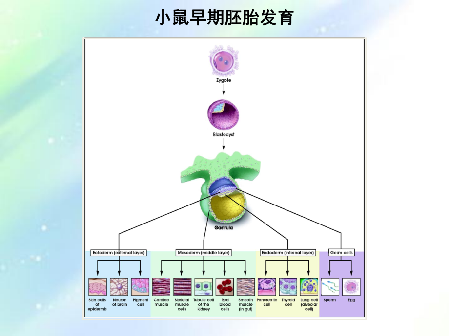 小鼠早期胚胎发育课件.ppt_第3页