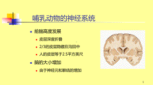 哺乳动物的神经系统课件.ppt