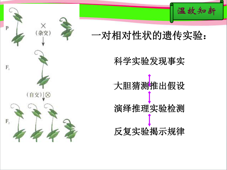 孟德尔的豌豆杂交实验(二)公开课课件.ppt_第2页