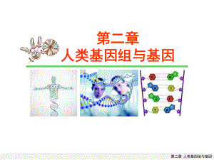 医学遗传学课件第二章-人类基因组与基因.pptx